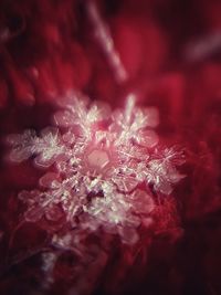 Full frame shot of pink flower