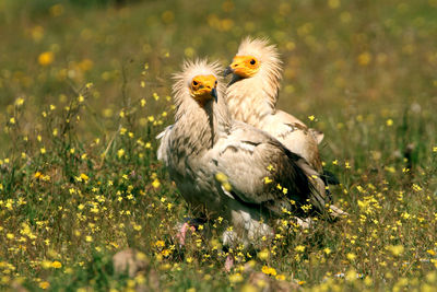 View of a bird on field