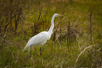 Side view of a bird on grass