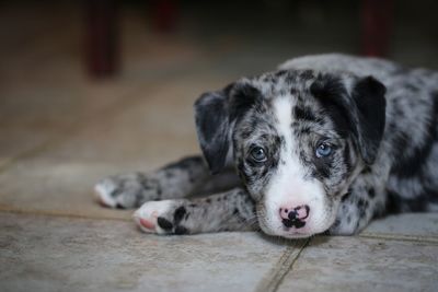 Portrait of puppy resting on floor