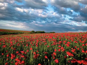 Dark clouds over field of poppies