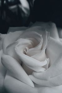 Close-up of white rose