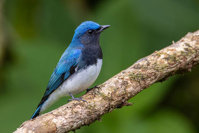 Close-up of bird perching on tree