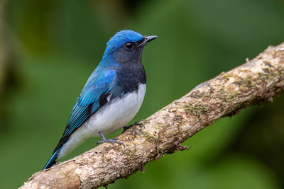 Blue-and-white flycatcher, japanese flycatcher male blue and white color perched on a tree