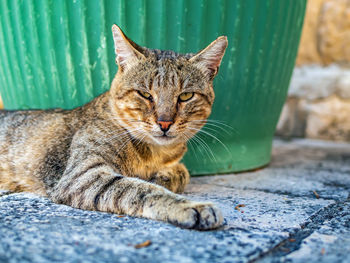 Close-up portrait of a cat resting