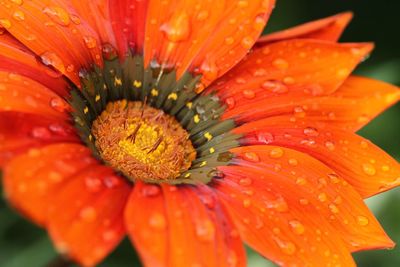 Close-up of wet orange day lily blooming outdoors