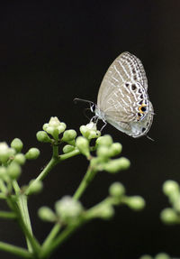 Close-up of butterfly on plant