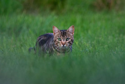 Portrait of cat on grass