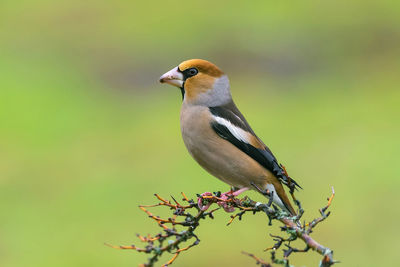 Close-up of bird perching on branch