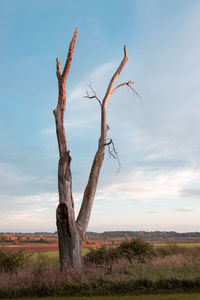 Dead tree on field against sky