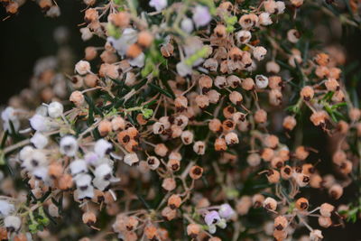 Close-up of pink flowers