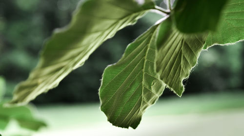 Close-up of green leaves