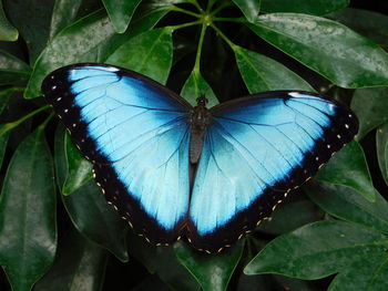 Close-up of butterfly on leaf