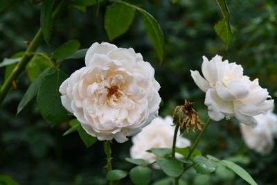 Close-up of white roses