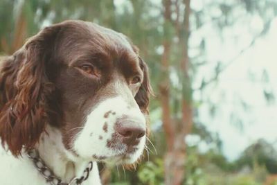 Close-up portrait of dog