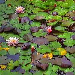 High angle view of flowers blooming outdoors