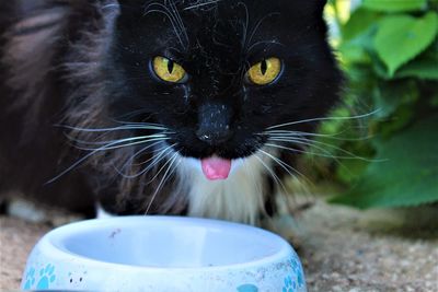 Close-up portrait of cat