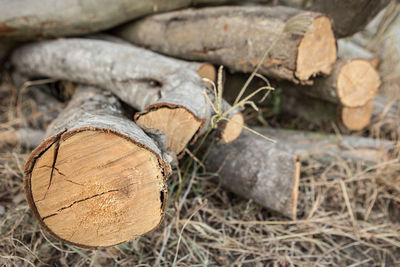 Close-up of logs on wood in field