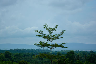 Tree against sky