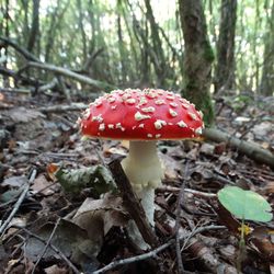 Close-up of fly agaric mushroom