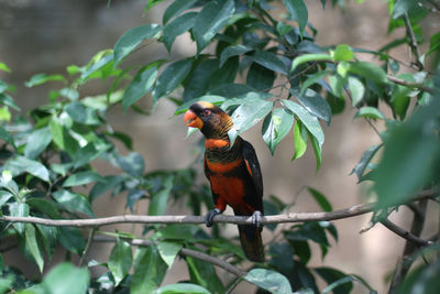 Bird perching on a branch