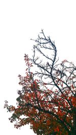 Low angle view of trees against clear sky