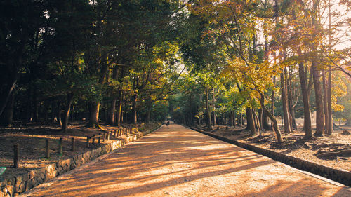 Footpath amidst trees in forest