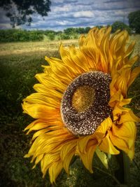 Close-up of sunflower blooming on field