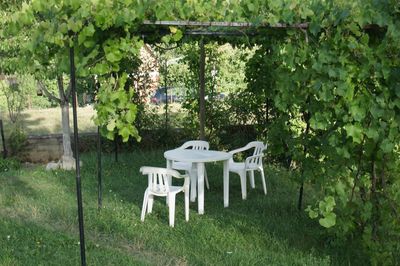 Empty chairs and table against trees in yard