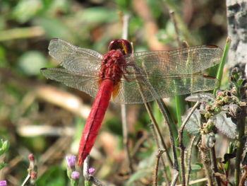 Close-up of dragonfly on plant