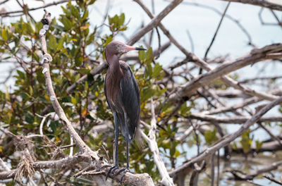 Low angle view of a bird perching on branch