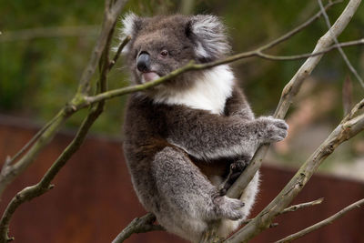 Close-up of an animal on stem