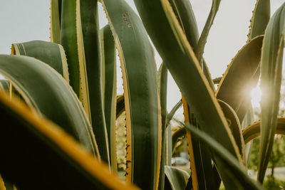 Close-up of fresh green leaves