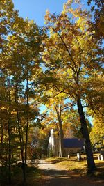 Autumnal leaves on tree trunk