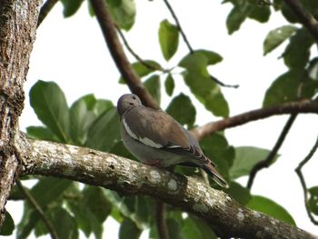 Low angle view of birds perching on branch