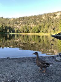 Ducks on a lake