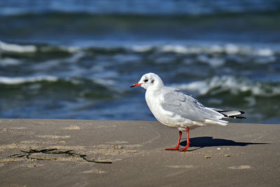 Seagull perching on a beach