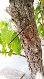 Close-up of insect on tree trunk