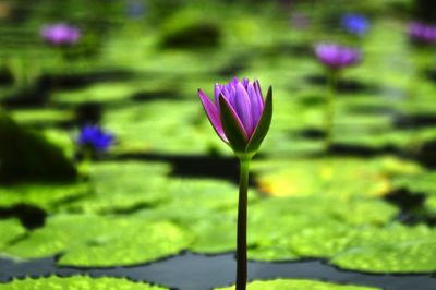 Close-up of purple water lily in lake