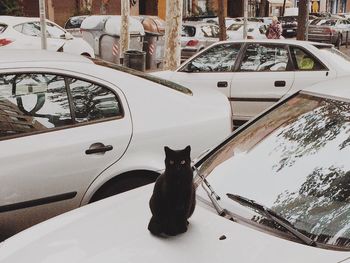 Black cat sitting on car in parking lot