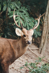 Close-up of deer on field