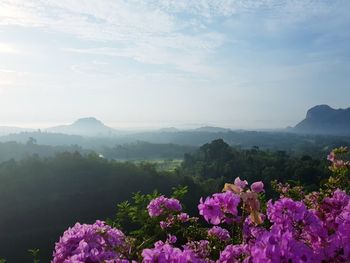 Purple flowering plants by mountains against sky