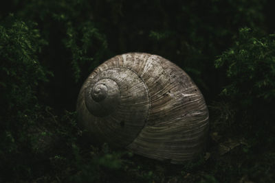 Close-up of snail on land