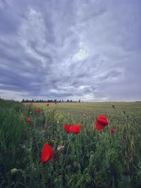 Poppies growing on field against sky