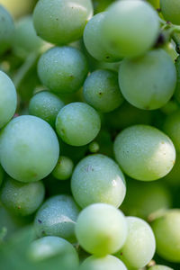 Full frame shot of grapes