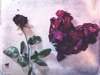 Close-up of flowers blooming on wall