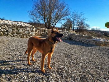 Dog standing on bare tree against clear sky