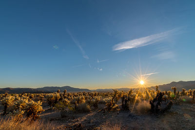 Scenic view of landscape against bright sun
