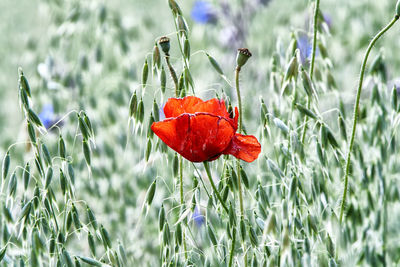 Close-up of red poppy blooming on field