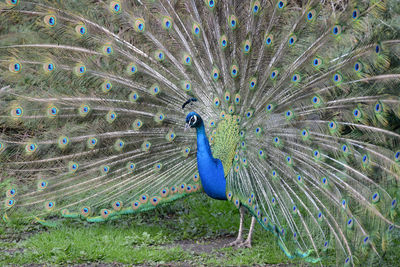 Fanned out peacock on field